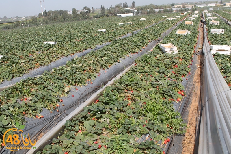 a7bab aqsa farawla (25).JPG